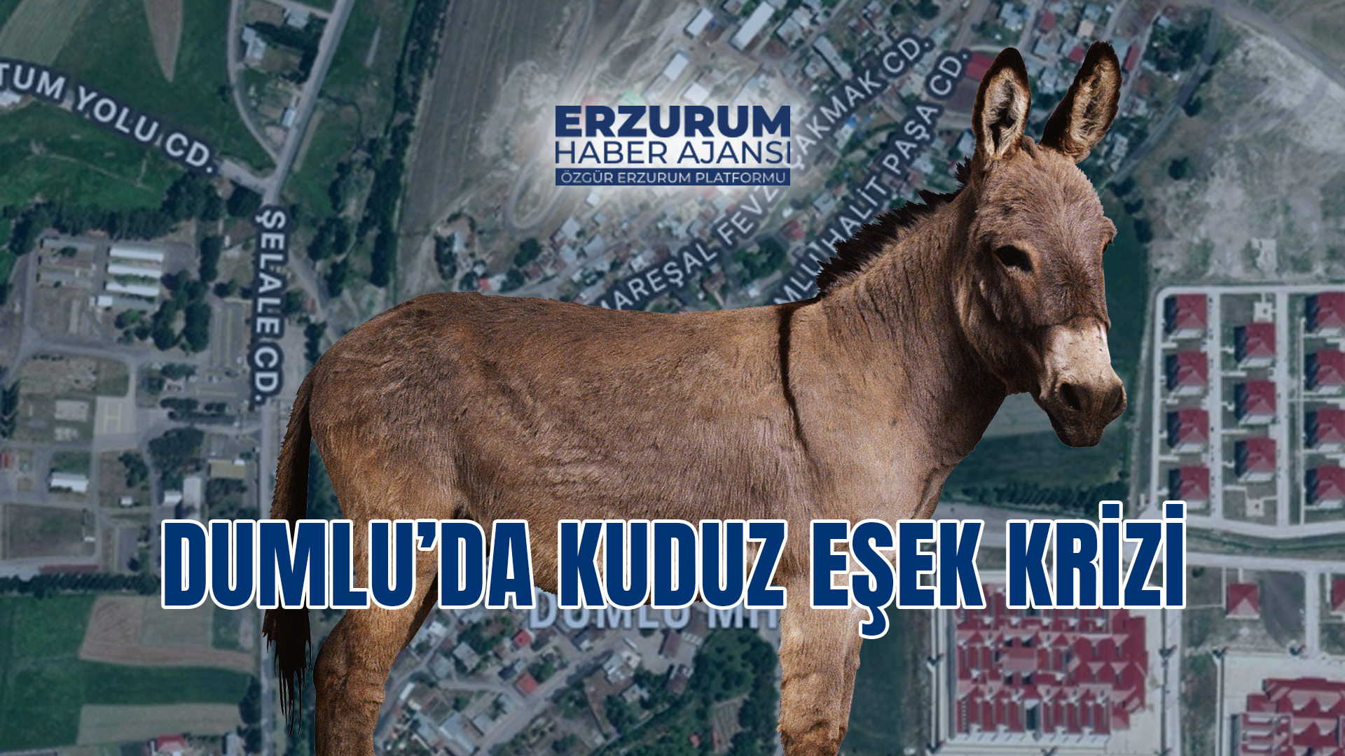 Dumlu'da Kuduz Eşek Krizi